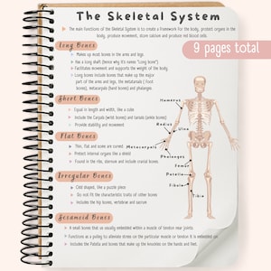Studiegids skeletstelsel