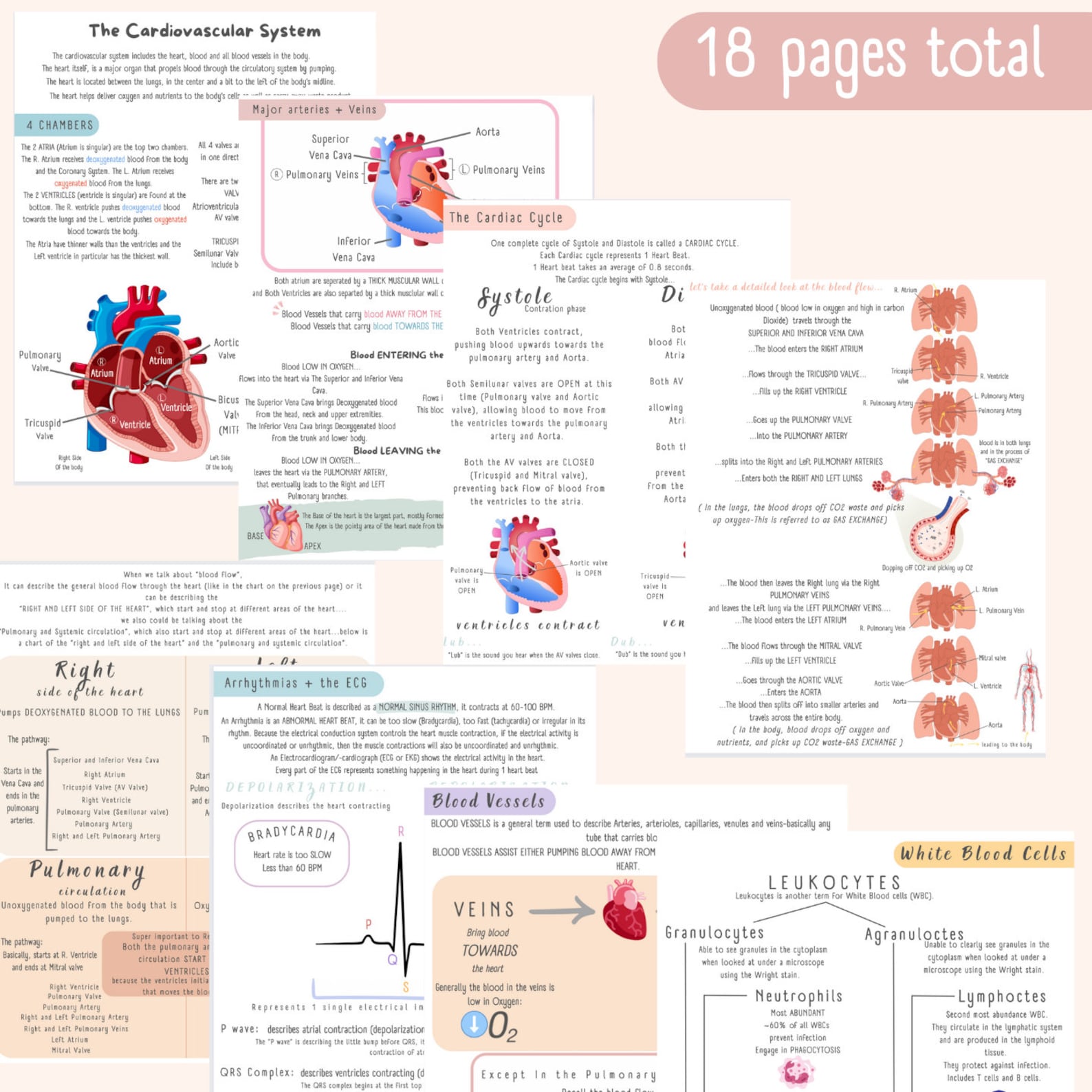 The Cardiovascular System Study Guide - Etsy