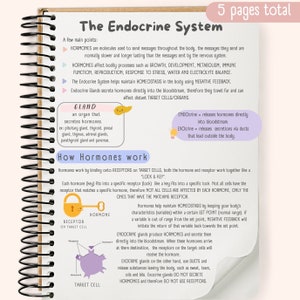 May include: A colorful illustration explaining the endocrine system. The illustration shows a gland, a target cell, and a receptor. The text explains how hormones work by binding to receptors on target cells. The text also explains the difference between endocrine and exocrine glands.