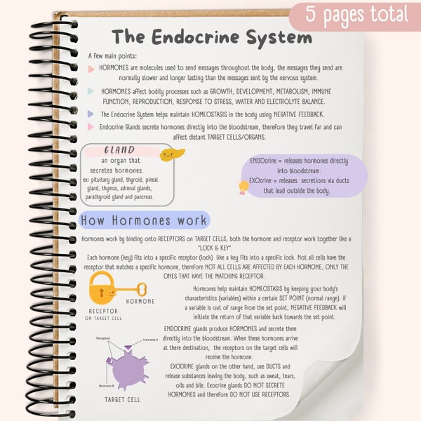 The Endocrine System Study Guide