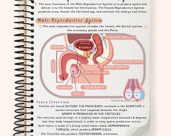 The Reproductive System Study Guide