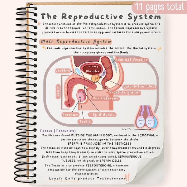 The Reproductive System Study Guide