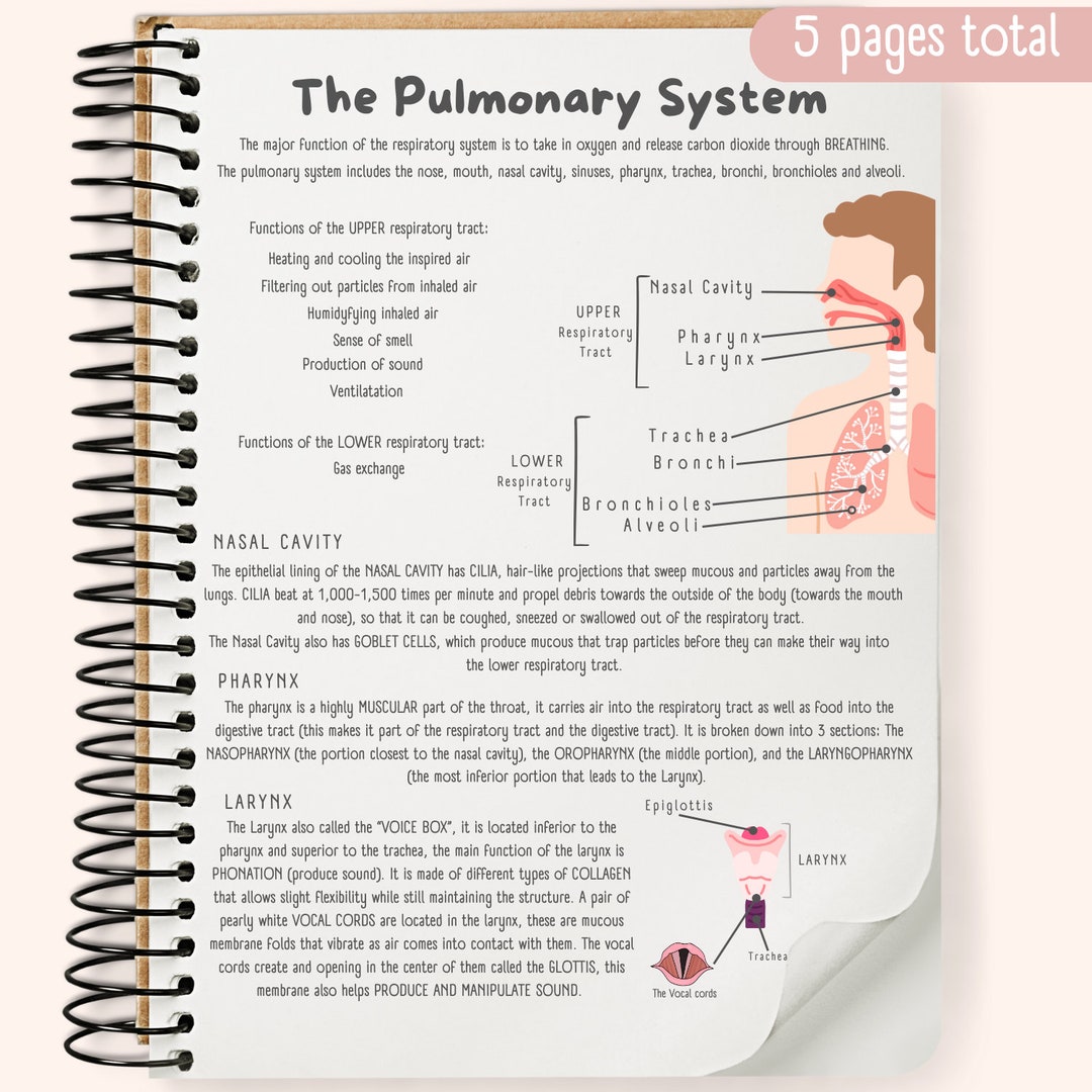 The Pulmonary System Study Guide - Etsy