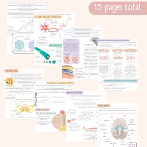 Neuron Study Guide The Nervous System Study Guide - Etsy