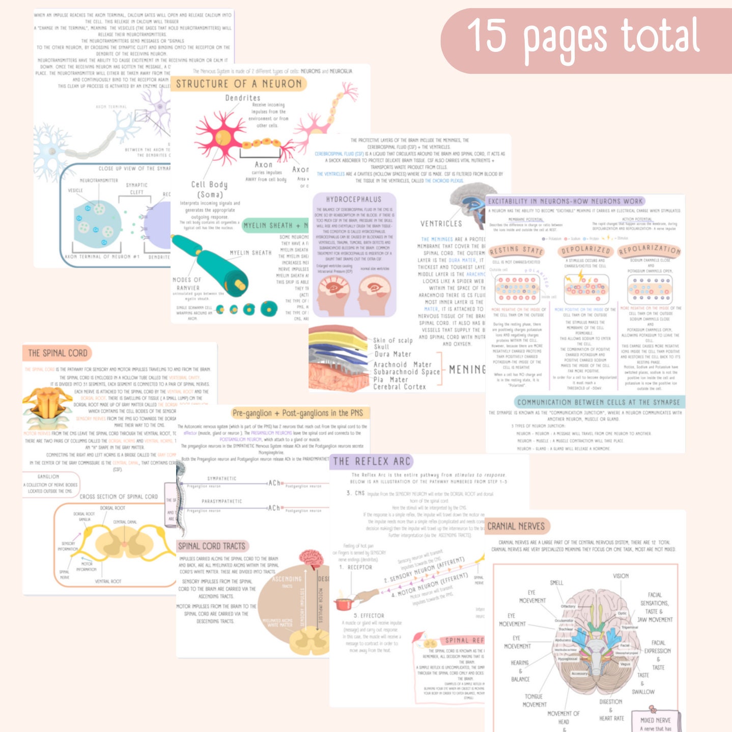 The Nervous System Study Guide - Etsy