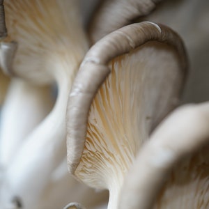 Auster Pilz Schönheit