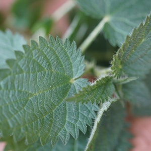 Stinging Nettle