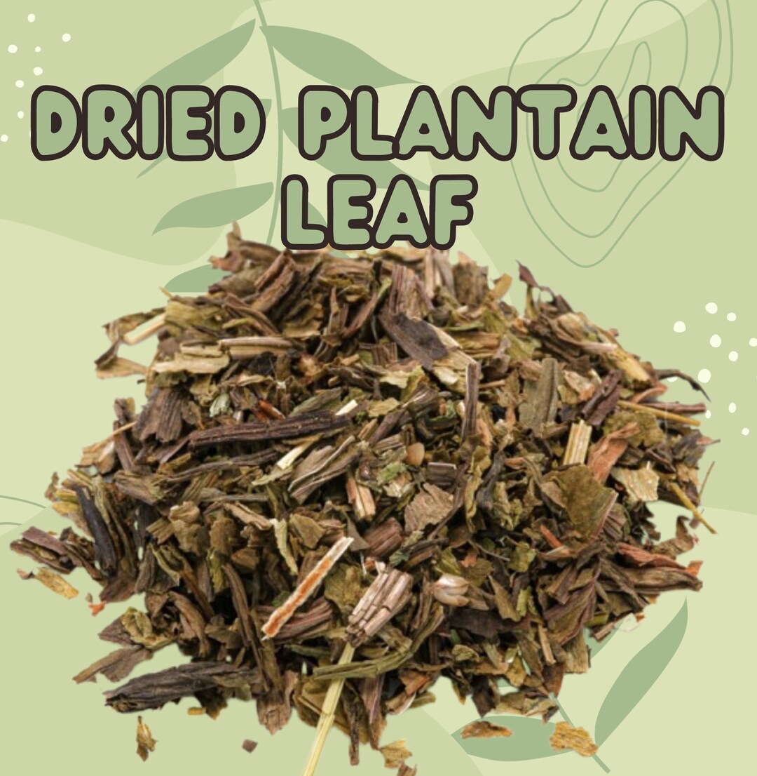 Dried Plantain Leaf Herbs for Rabbits and Small Animals Etsy