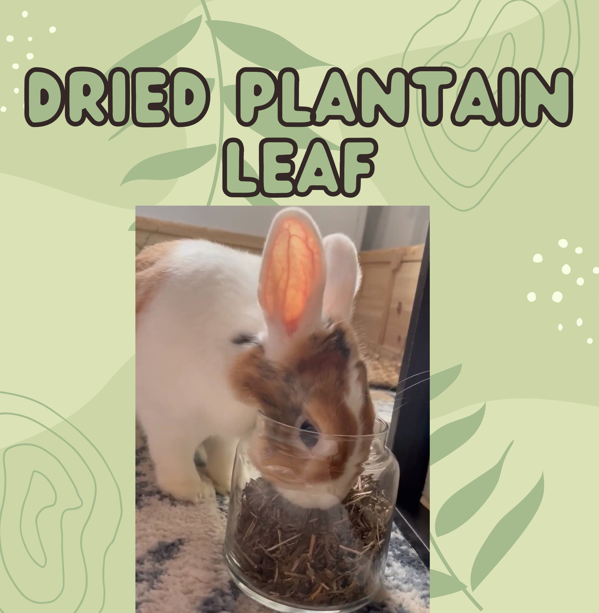 Dried Plantain Leaf Herbs for Rabbits and Small Animals Etsy