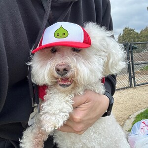 Puede incluir: Un perro blanco y esponjoso que lleva una gorra de b&eacute;isbol roja y blanca con un personaje de dibujos animados verde en la parte delantera. El perro est&aacute; siendo sostenido por una persona.
