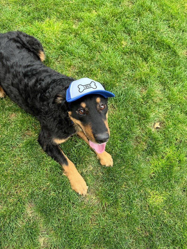 Puede incluir: Un perro negro y marr&oacute;n con una gorra de b&eacute;isbol azul y blanca con el nombre "Luka" en ella. El perro est&aacute; sentado en la hierba verde.