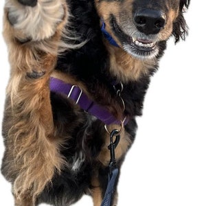 Puede incluir: Un perro negro y marr&oacute;n con una gorra de b&eacute;isbol de malla azul y blanca con un arn&eacute;s y una correa morados. El perro est&aacute; sonriendo y tiene la pata levantada.