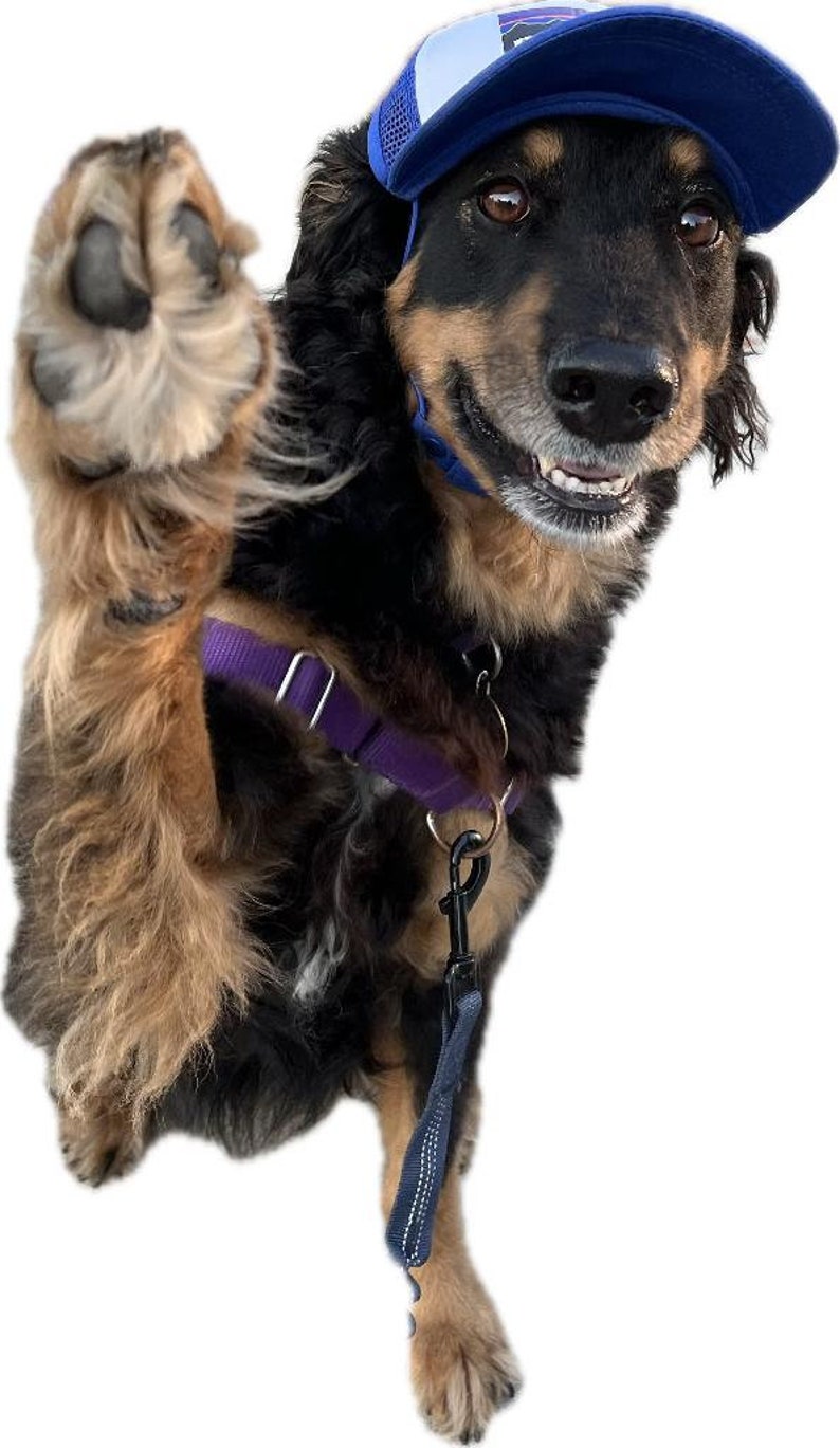 Puede incluir: Un perro negro y marr&oacute;n con una gorra de b&eacute;isbol de malla azul y blanca con un arn&eacute;s y una correa morados. El perro est&aacute; sonriendo y tiene la pata levantada.
