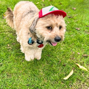 Puede incluir: Un perro peque&ntilde;o de color marr&oacute;n claro que lleva una gorra de b&eacute;isbol roja y blanca con un tri&aacute;ngulo verde. El perro est&aacute; de pie sobre hierba verde.