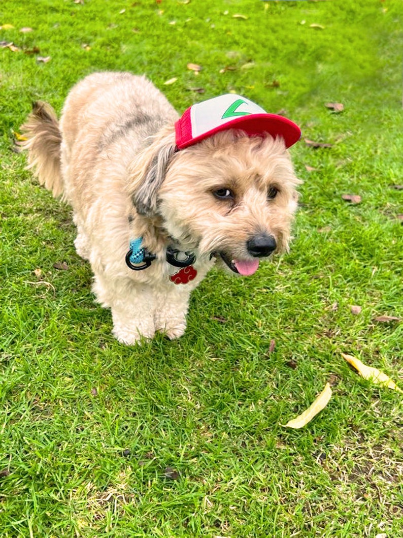Puede incluir: Un perro peque&ntilde;o de color marr&oacute;n claro que lleva una gorra de b&eacute;isbol roja y blanca con un tri&aacute;ngulo verde. El perro est&aacute; de pie sobre hierba verde.