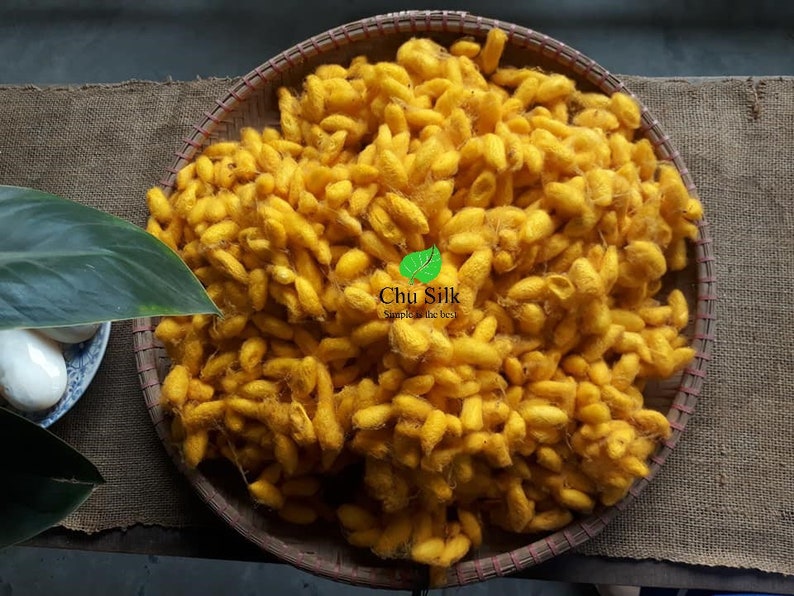 May include: A woven basket filled with golden-yellow silk cocoons. The cocoons are densely packed, creating a textured surface. The image includes a leaf and a small plate with white objects. The text "Chu Silk" is visible.