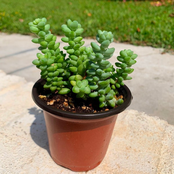 Sedum Burrito – Burro’s Tail, Baby Donkey Tail, Rooted- 3.5" pot (Set of 2 pots)