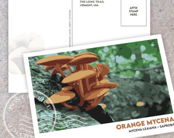 Mushroom Postcard Prints