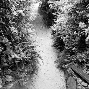 Beach Path to Cannon Beach, Oregon - Black and White photo