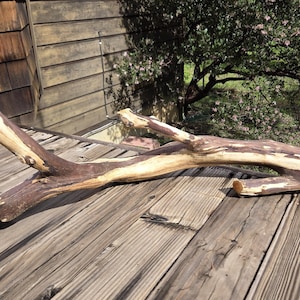 Manzanita branch