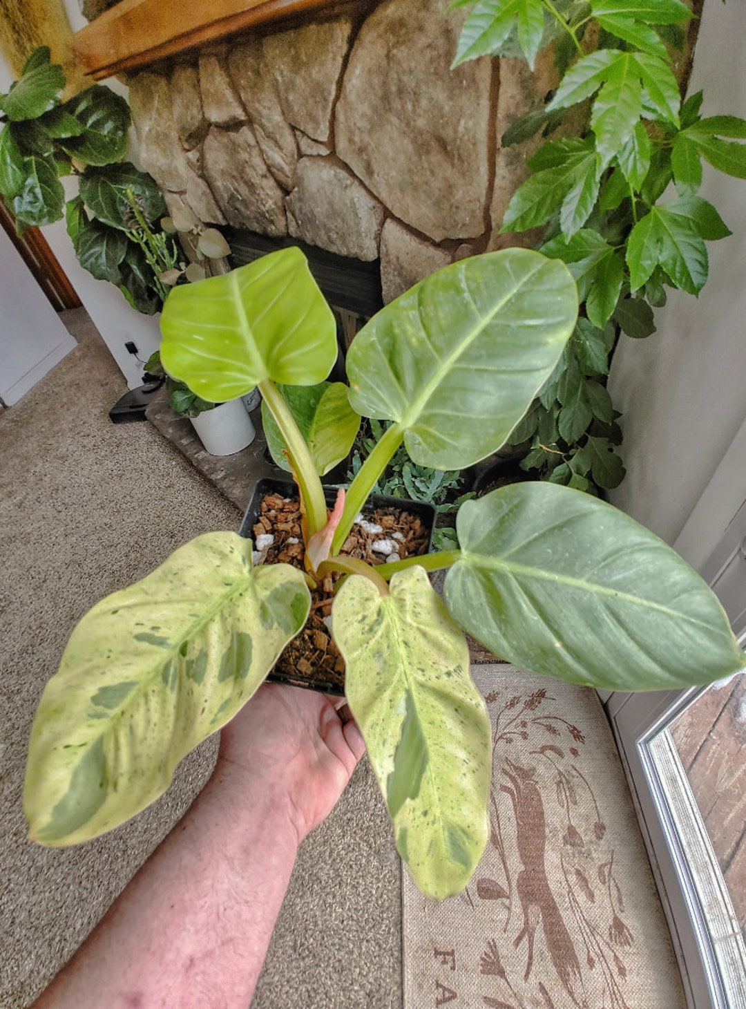 Philodendron Ruaysap Marble - Etsy