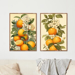 Vintage Oranges Set Prints, Botanical Illustration, Vintage style Prints, Wall Decor, Oranges fruit Set Prints, Prints for Bedroom