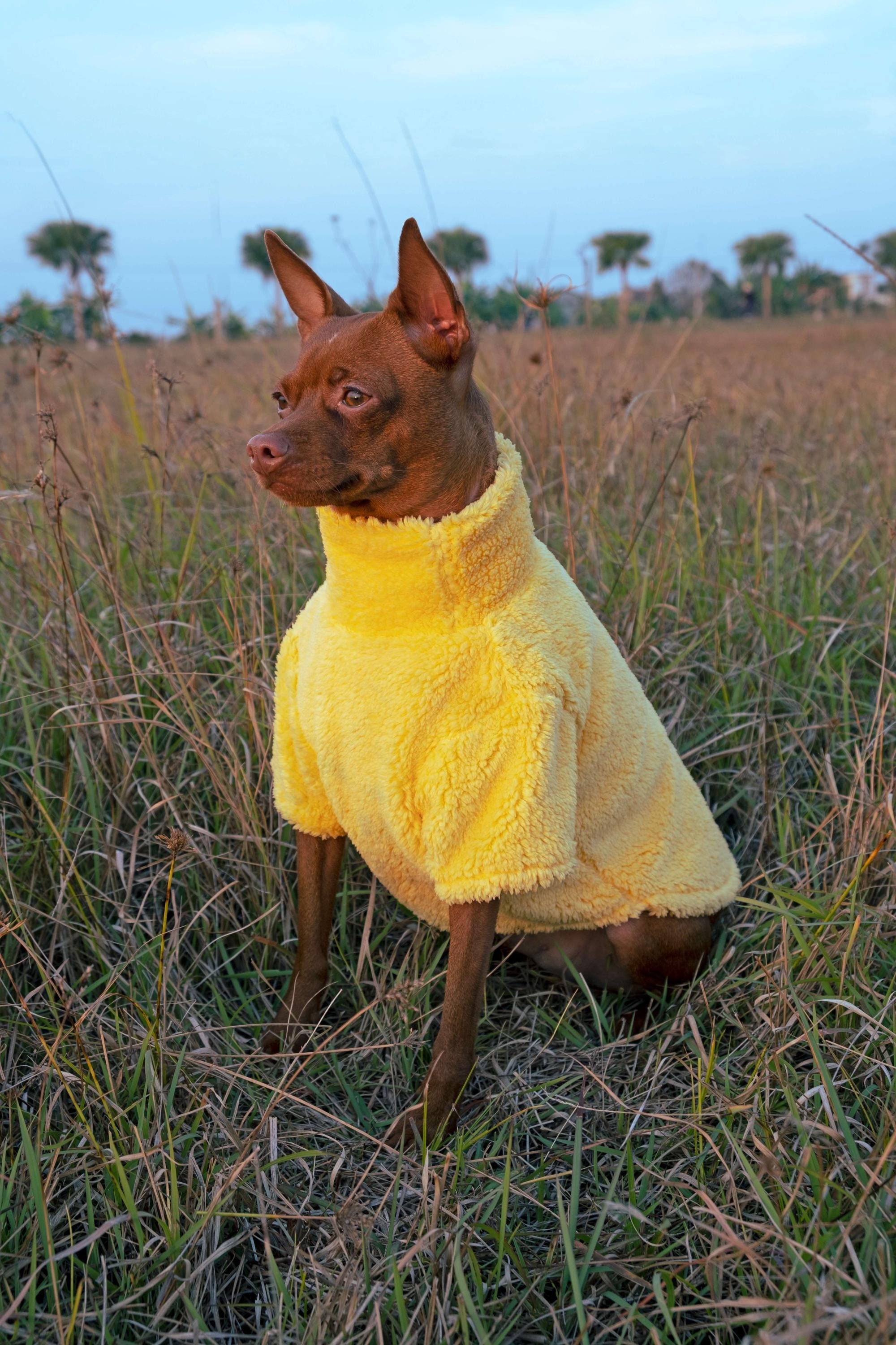 Thick yellow pullover designed for pets, Warm Fleece Pullover Sweater for Dogs , Warm Dog Apparel.
