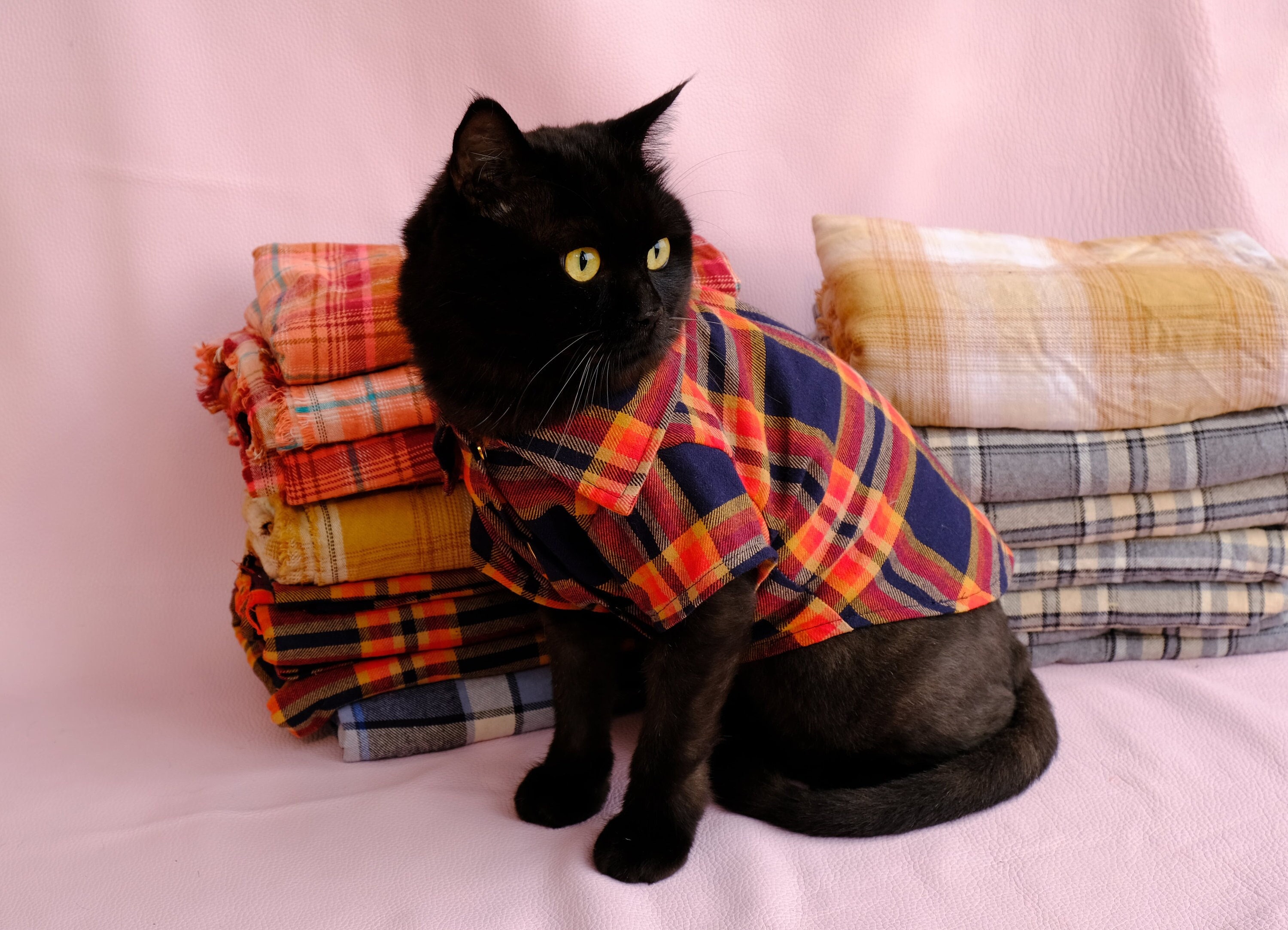 Cat design clothes sale