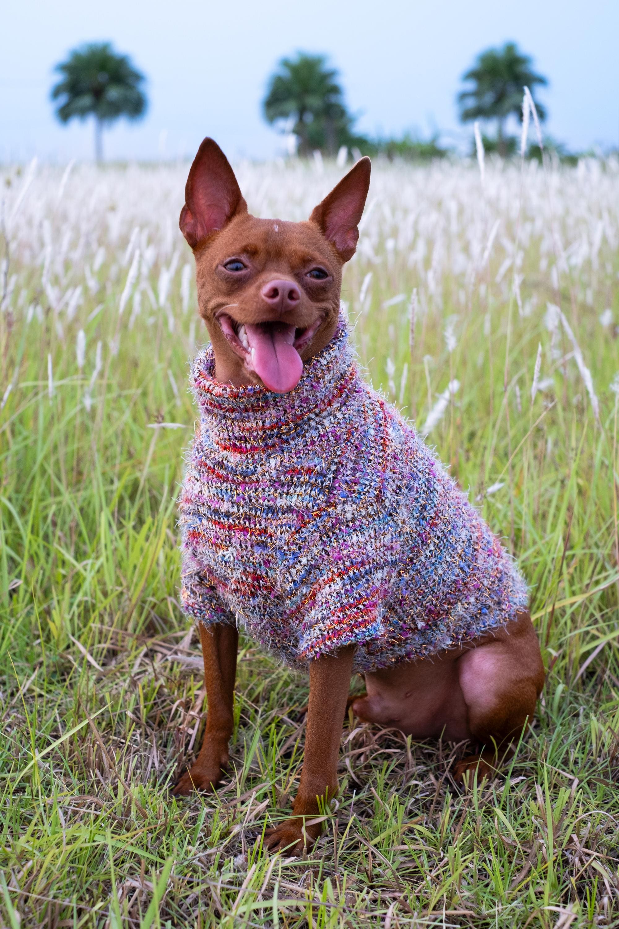Miniature Pinscher Dog Clothes: Style Your Pup Today!