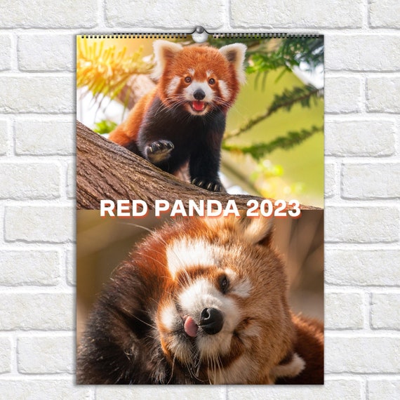 red-panda-2023-calendar-13-premium-red-panda-photos-wall-etsy