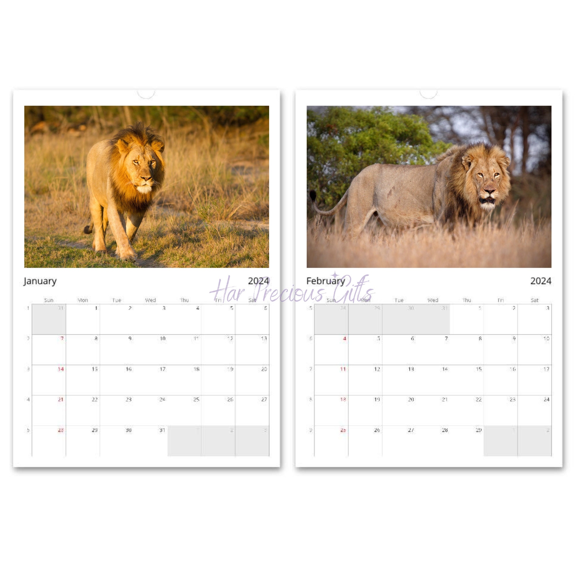 Lion Calendar 2024, King of the Jungle Calendar, 12 Premium Photos