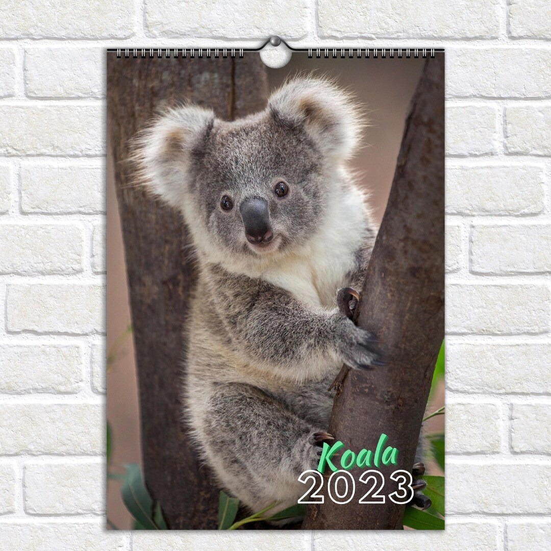 Koala Calendar 2024 Premium Koala Photos Each Month Wall Etsy