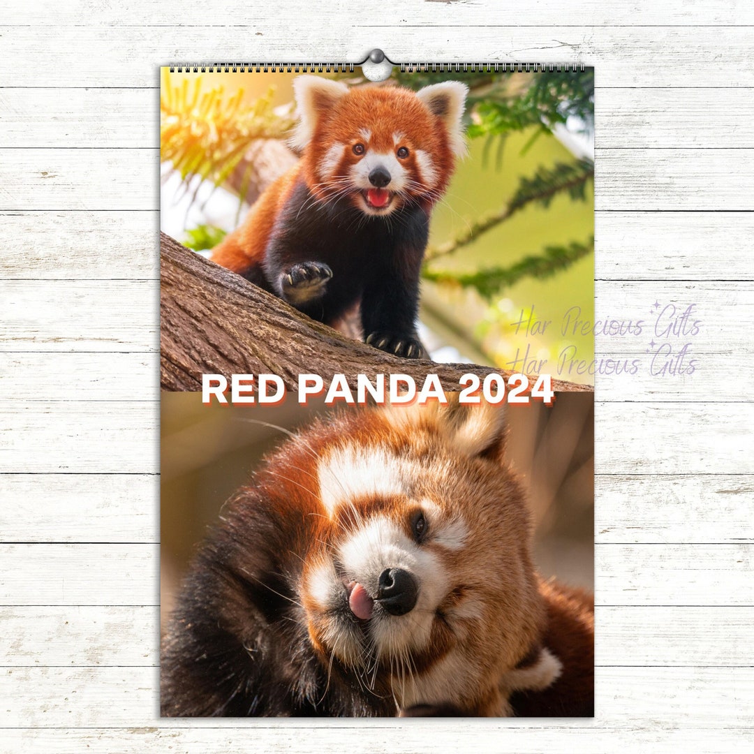 Red Panda 2024 Calendar, 13 Premium Red Panda Photos, Wall Calendar