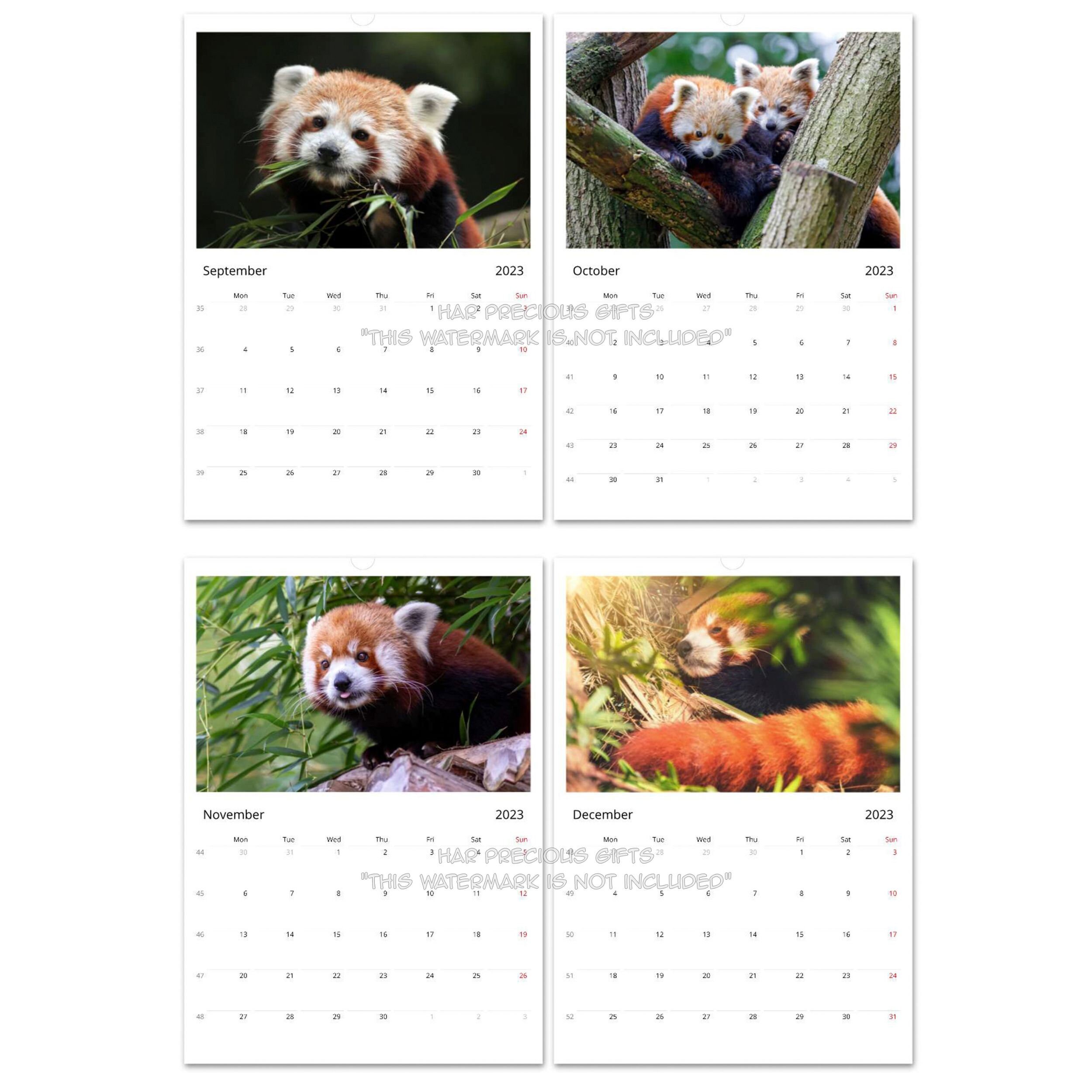 Red Panda 2024 Calendar 13 Premium Red Panda Photos Wall Etsy