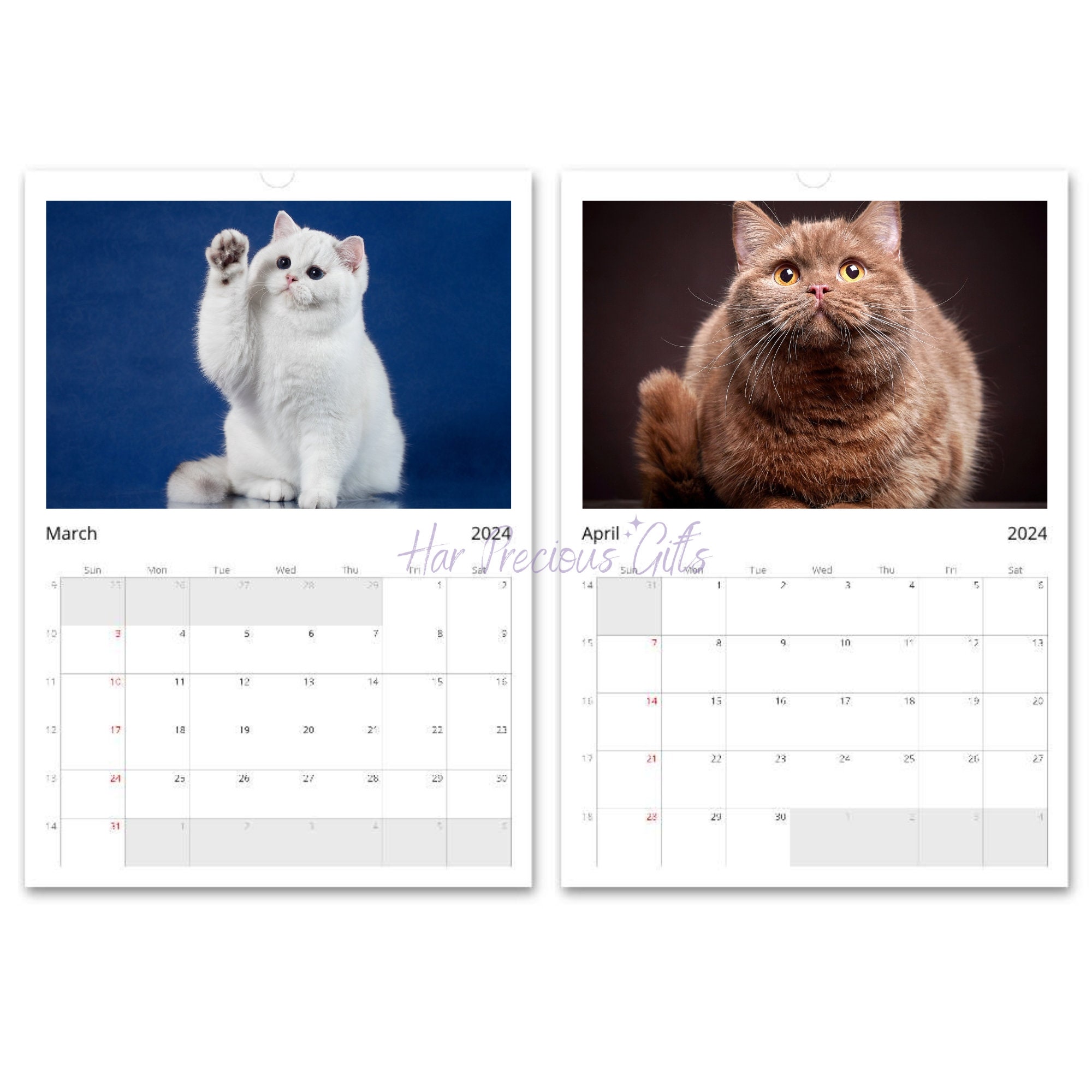Cute Chubby Cats Calendar 2024, Premium Cat Photos Each Month, Wall