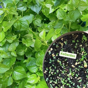 Crab Claw, Peperomia Pellucida Seeds, Hạt Giống Rau Càng Cua, Pinza de cangrejo, 蟹爪 (1000+ PCs)