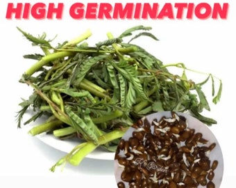 Water Mimosa Vegetable Seeds, Hạt Rau Nhút (98% Germination Rate)
