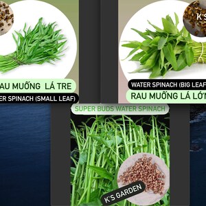 Water Spinach Seeds Big Leaf, Small Leaf, Super Buds, ong choy, kangkong, Rau Muống Lá Lớn, Lá Tre, Siêu Đọt 400 PCs Bild 1