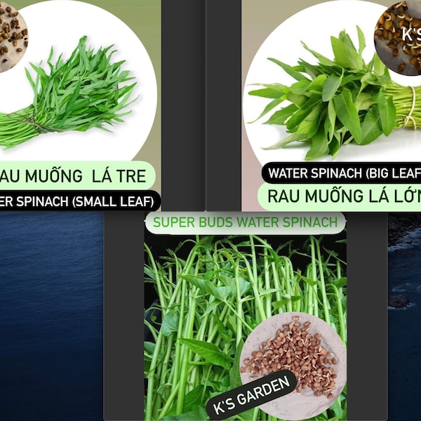 Water Spinach Seeds (Big Leaf, Small Leaf, Super Buds), ong choy, kangkong, Rau Muống Lá Lớn, Lá Tre, Siêu Đọt (~400 PCs)