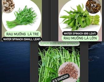 Water Spinach Seeds (Big Leaf, Small Leaf, Super Buds), ong choy, kangkong, Rau Muống Lá Lớn, Lá Tre, Siêu Đọt (~400 PCs)