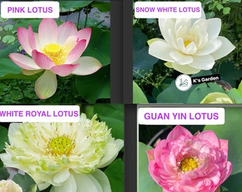 Lotus Seeds (Pink, Snow White, Royal, Guan Yin) -  莲子 - Hạt sen ta hồng, sen ta trắng, cung đình, quan âm (5 PCS  - 95% germination rate)