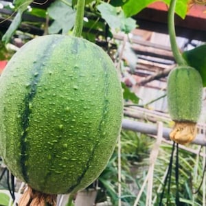 Taiwanese Apple Luffa F1 Super Sweet Seeds, 蘋果絲瓜, Hạt Giống Mướp Táo Giòn Ngọt | 98% Germination Rate (5 PCs)