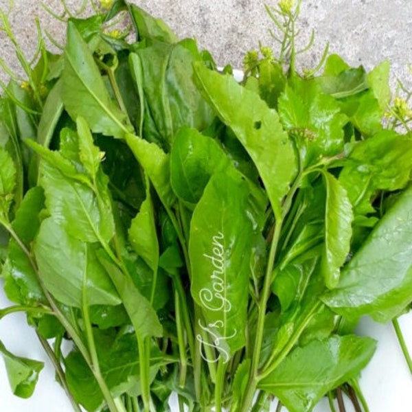 Rorippa Dubia Spinach Seeds, Hạt Giống Cải Đất, Espinaca, 菠菜 (400 Pcs)