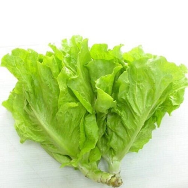 Vietnamese Butterhead Lettuce Seeds, Hạt Giống Xà Lách Mỡ, Lechuga Butterhead Vietnamita, 越南奶油生菜 | 98% Germination Rate (1000+ Pcs)