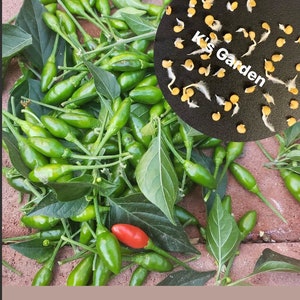 Bird's Eye Chili Seeds, Hạt Giống Ớt Xiêm Rừng, 森林辣椒, chile del bosque | High Germination Rate (20 Pcs)