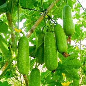 Fuzzy Gourd Seeds, Hairy Gourd, Jointed Gourd, Hạt Giống Bí Đao Chanh (10 PCs)