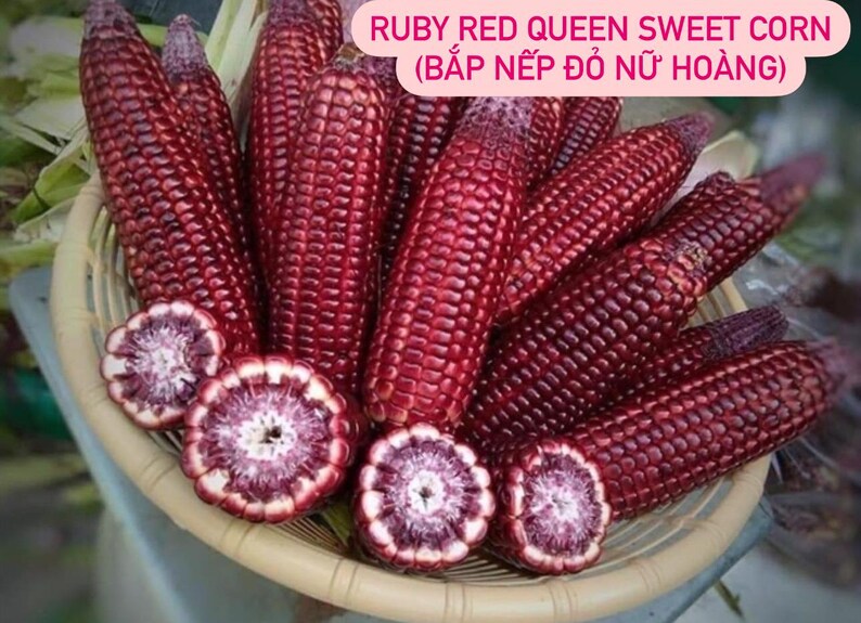 Corn Seeds (waxy Corn, White Extra Stick, Wild Violet Hybrid, Ruby Red ...