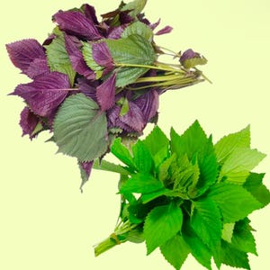 Shiso Perilla/Elsholtzia ciliata Vietnamese Balm- Hạt Giống Tía Tô/ Rau Kinh Giới, 紫蘇, 들깨, シソ | Non-Gmo | 85% Germination Rate