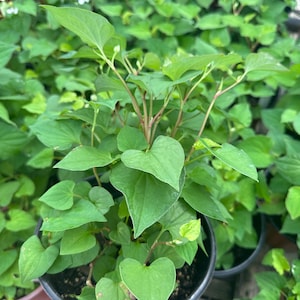 1 Fish Mint live plant- cây Dấp Cá/Diếp cá, - no pot (not shipping to HI, PR,CA | Ship on Mon - Tues only )