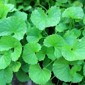 Pennywort, Gotu Kola Seeds (Big Leaf, Small Leaf), Hạt Giống Rau Má Lá Lớn, Lá Nhỏ, 仙草, Centella (200+ PCs)